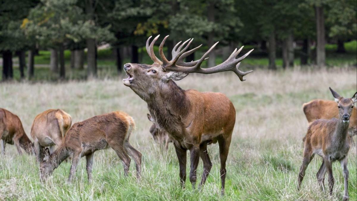 Ardennes Woods Marche-en-Famenne Exterior foto